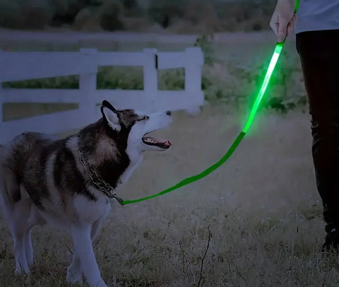 Light Up Dog Leash