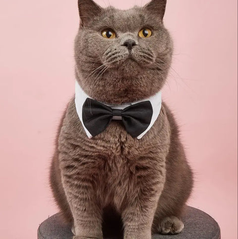 Formal Wear Bowtie