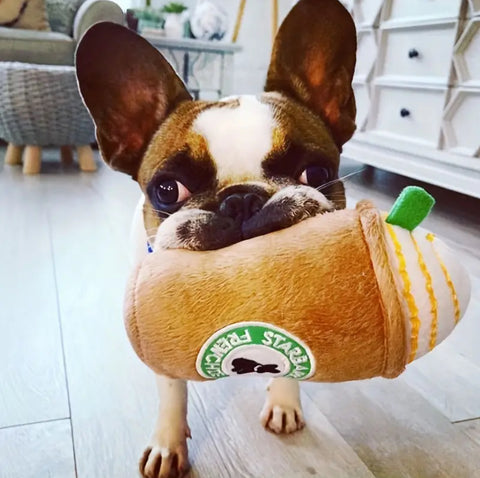 Starbarks Frenchie Roast