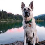 Expedition Wanderlust Creations Dog Collar