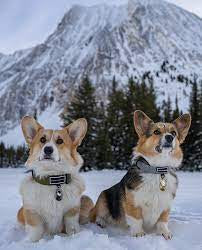 Expedition Wanderlust Creations Dog Collar