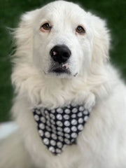 Love Tundra & Reva Bandana’s